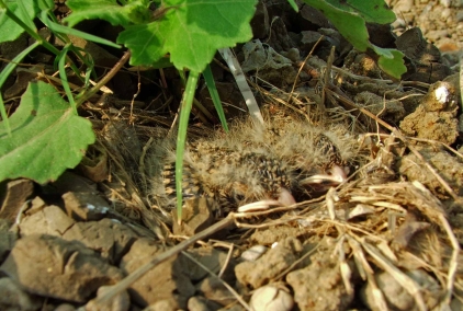 Baby sparrowlarks